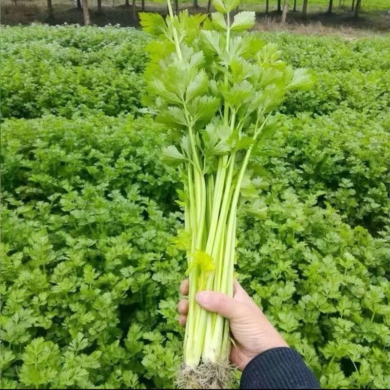 山东寿光菜苗