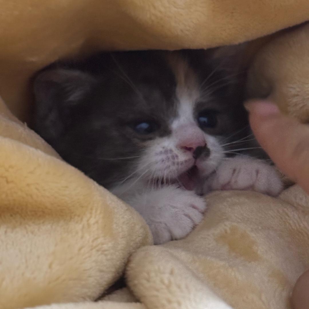 秋霞咪咪
