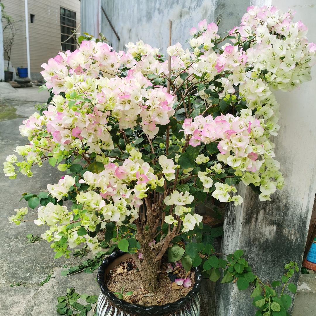 小灯仔品种三角梅3号店
