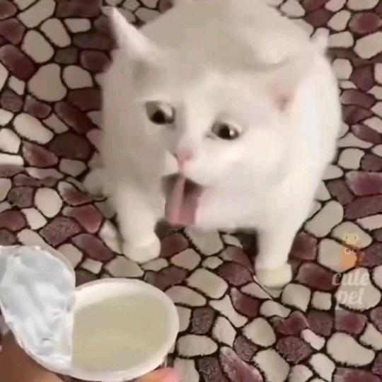 小猫老弟