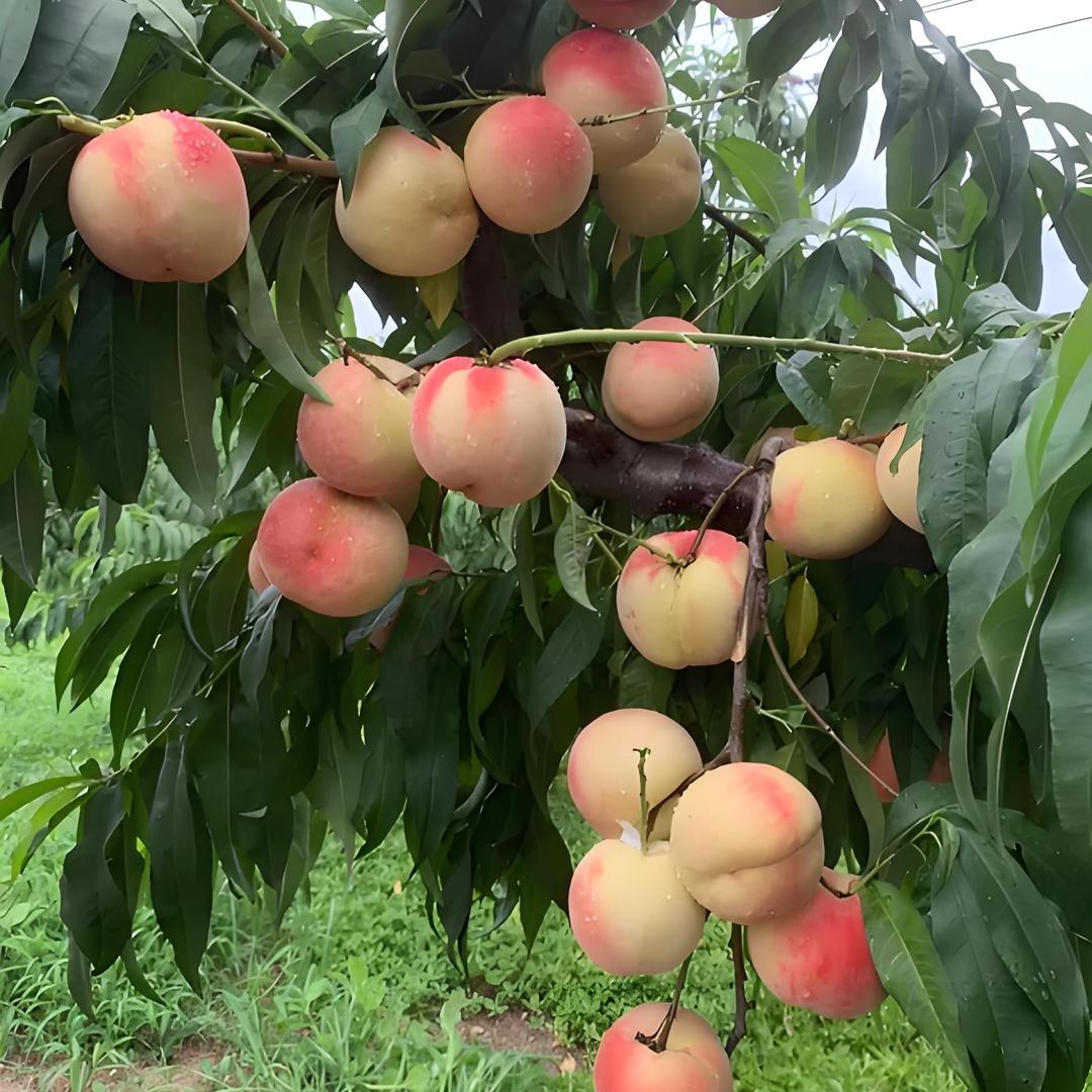 平顶山市卫东区聚贤林木专业合作社
