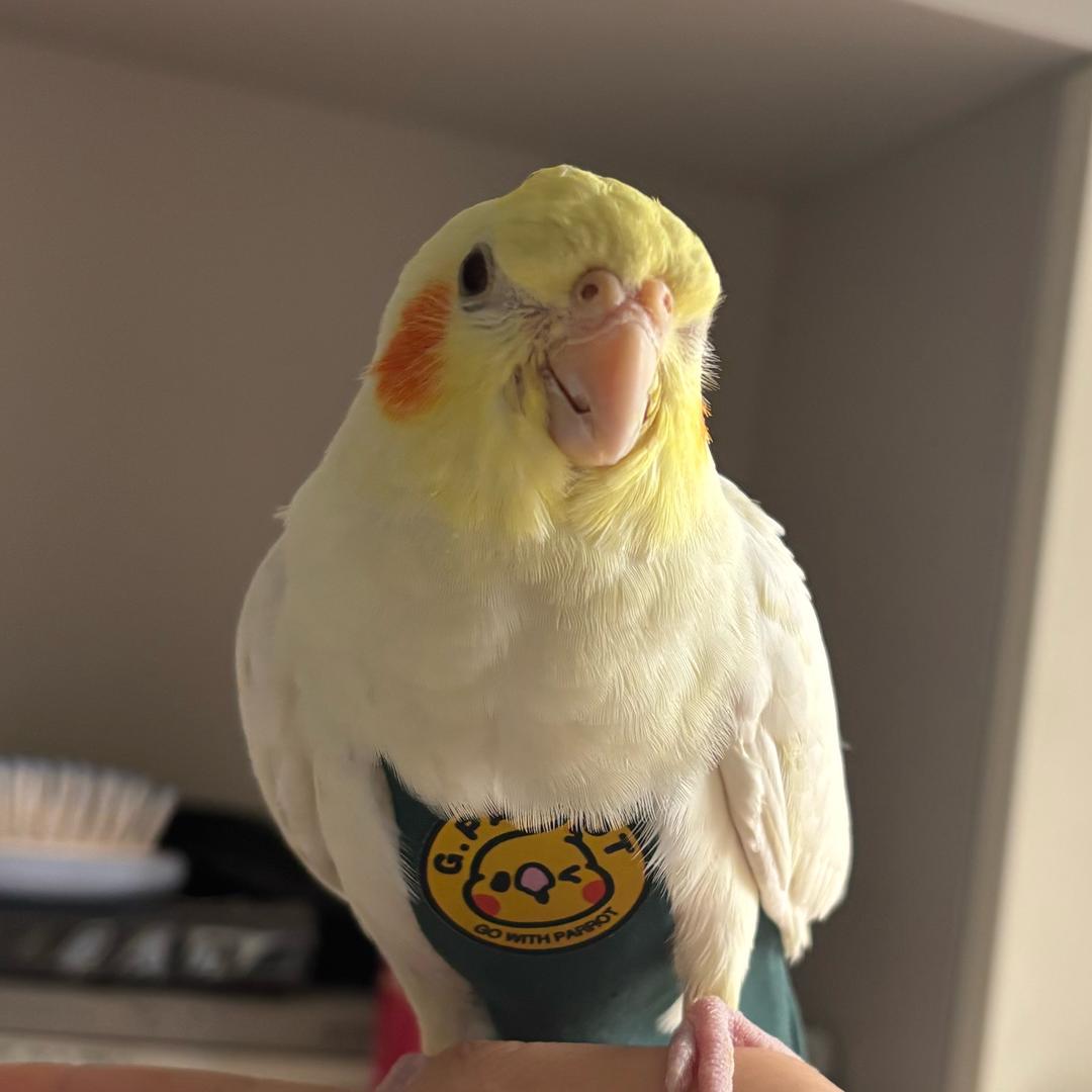 小鸡是一个鹦鹉