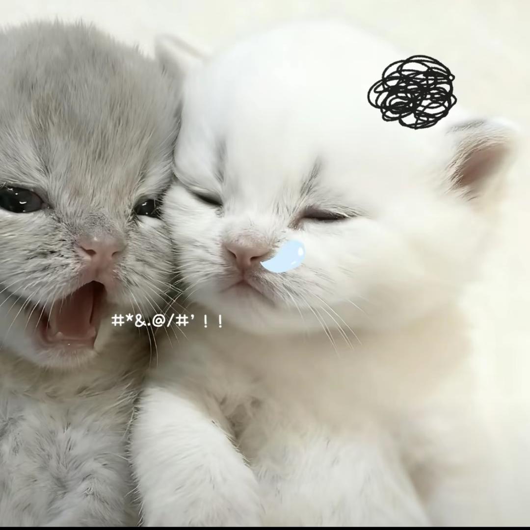 夹心大王666
