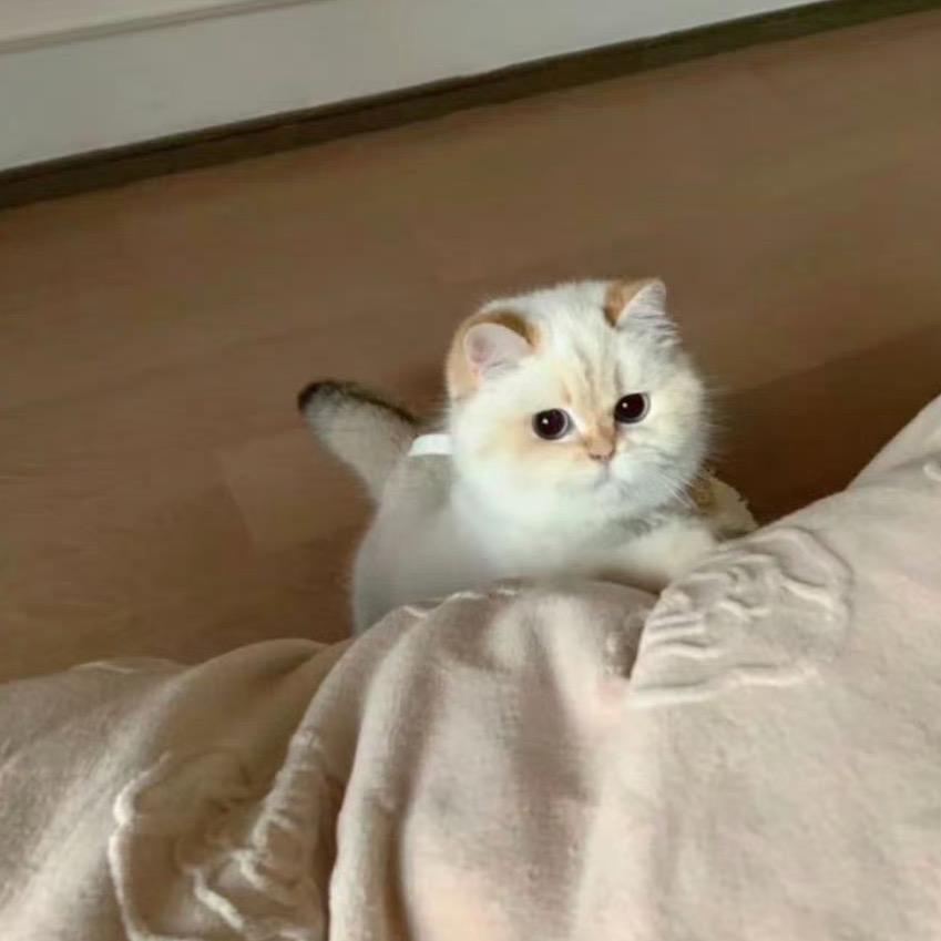 杏仁璐