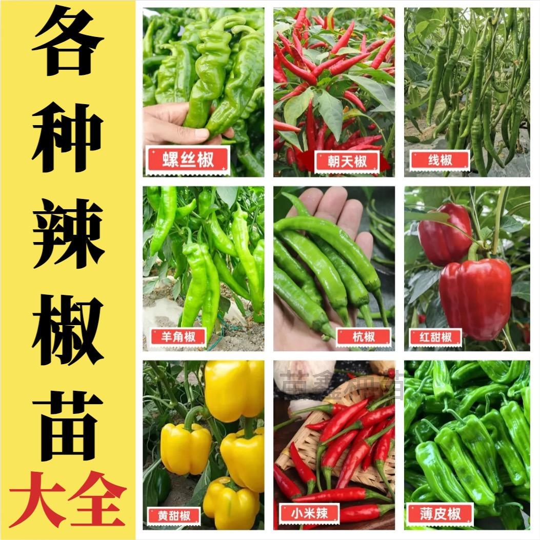 老农民菜园子003