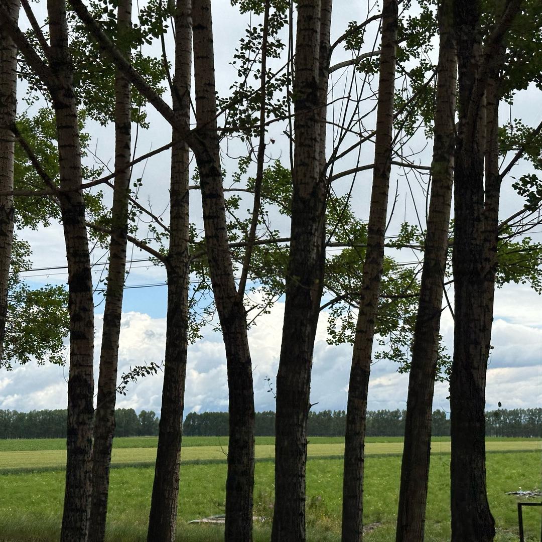 顶瓜瓜水果团购