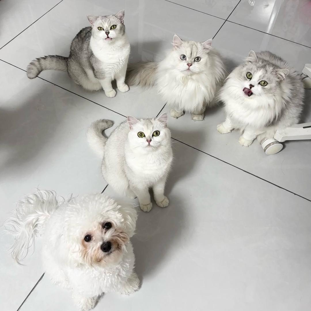 哈哈的幼儿园🐱🐶