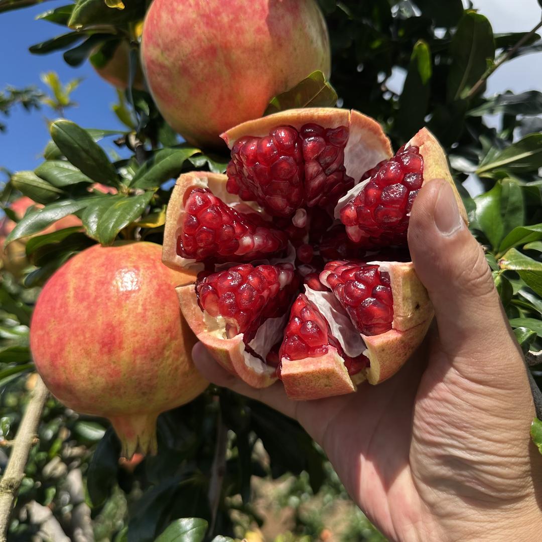 鲜果乐园优选甜脆芒