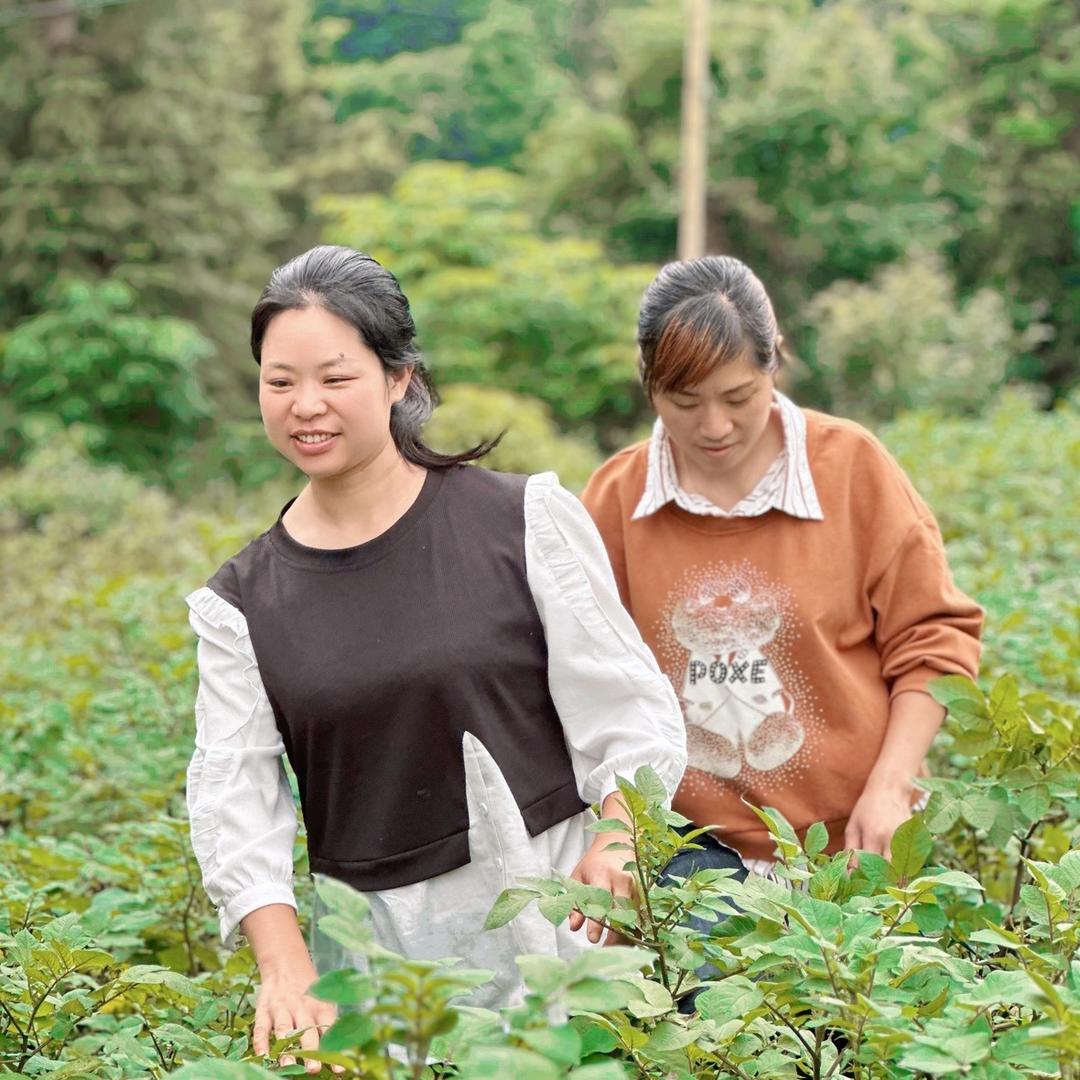 凉雾山妯娌