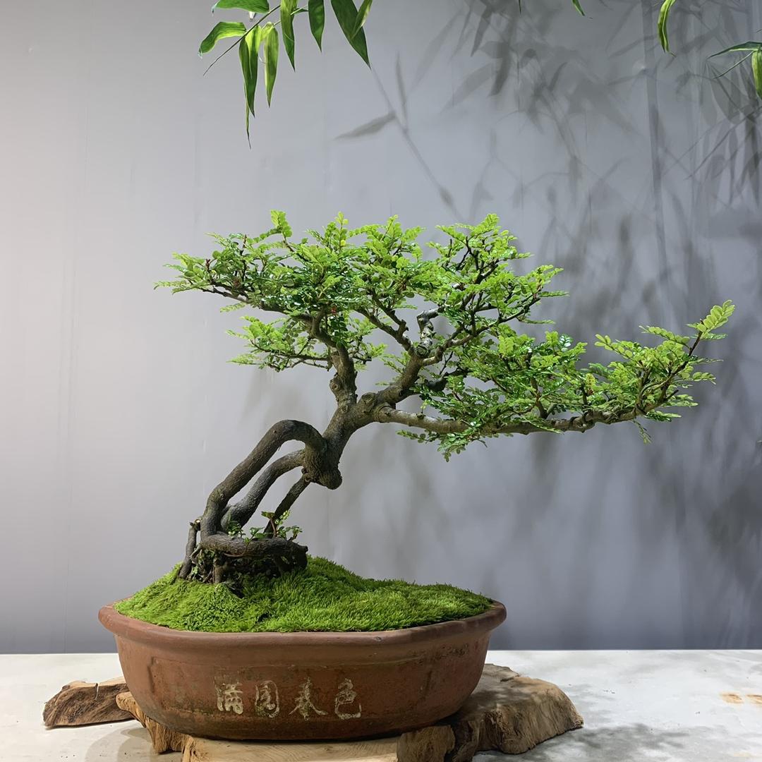 星泽家的盆景园