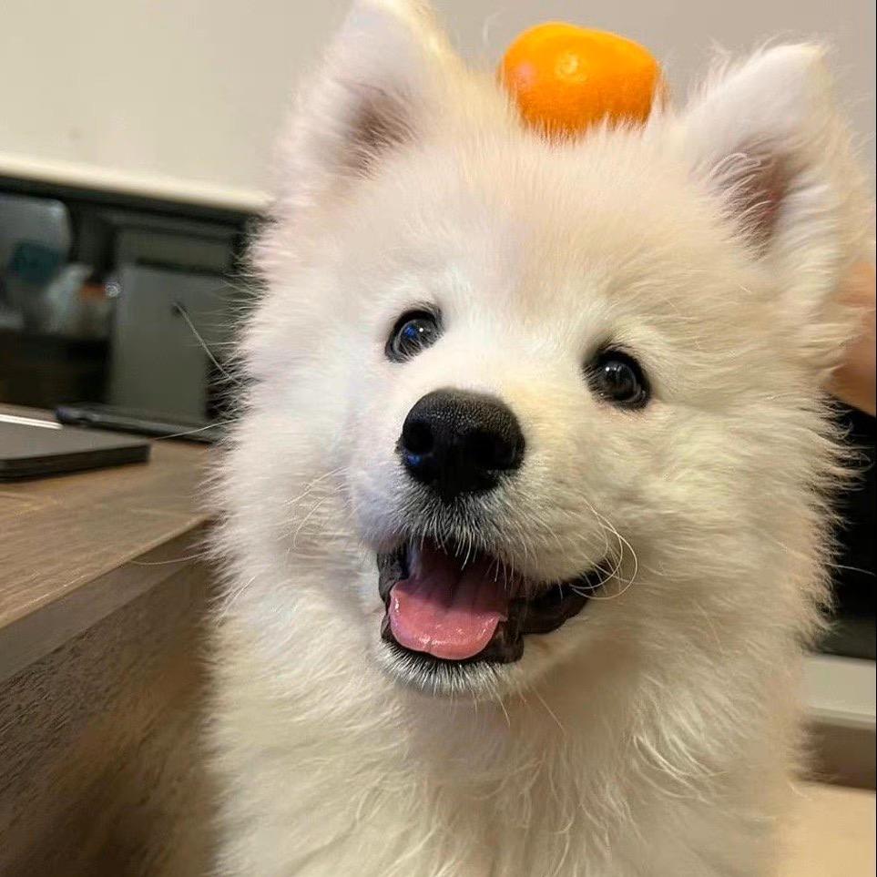 五犬