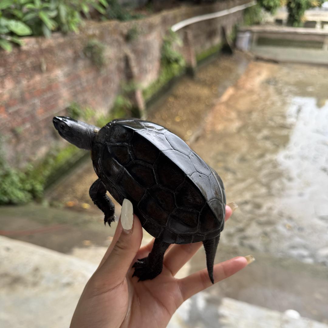 华鑫水族