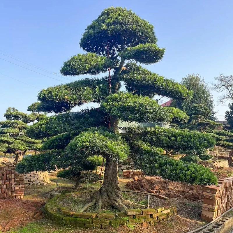 精品罗汉松盆景