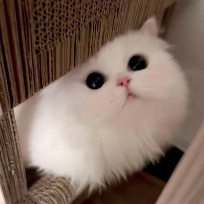 毛蛋