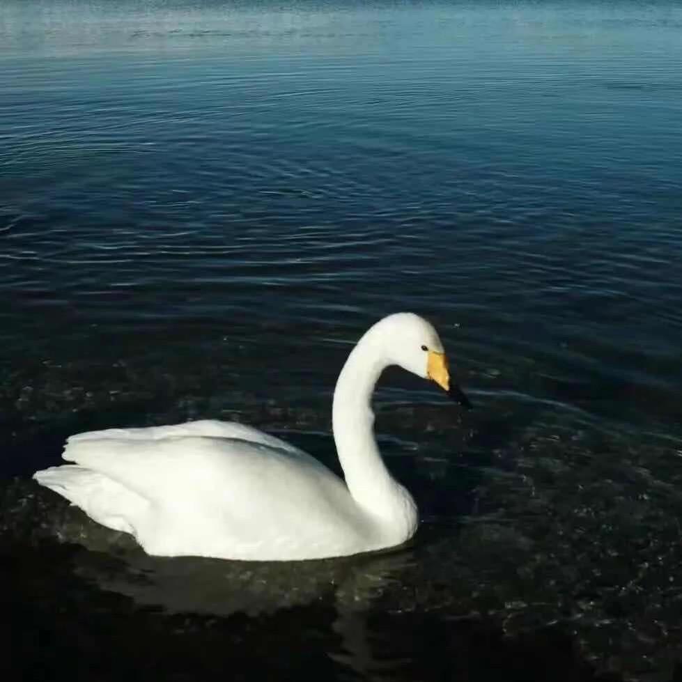 6868