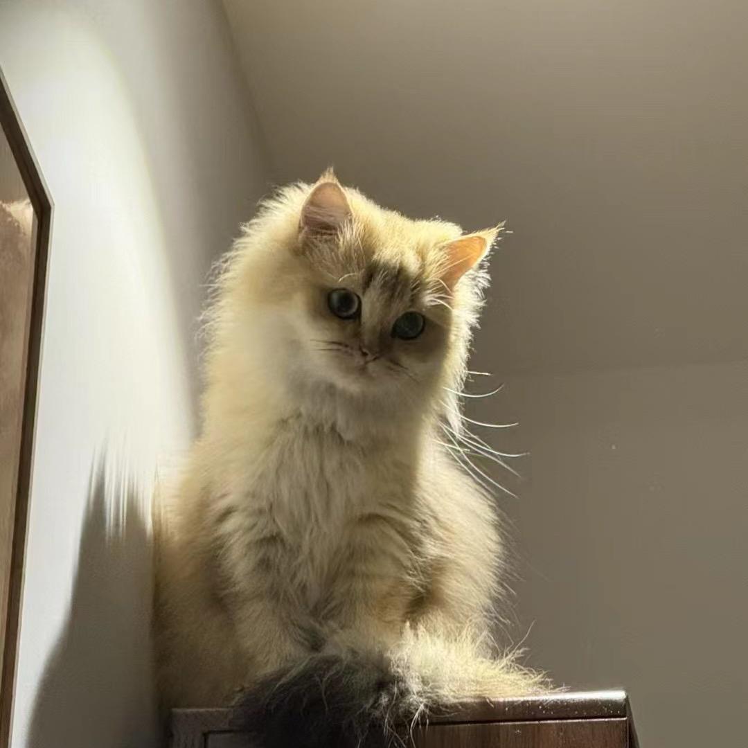 Linzhu