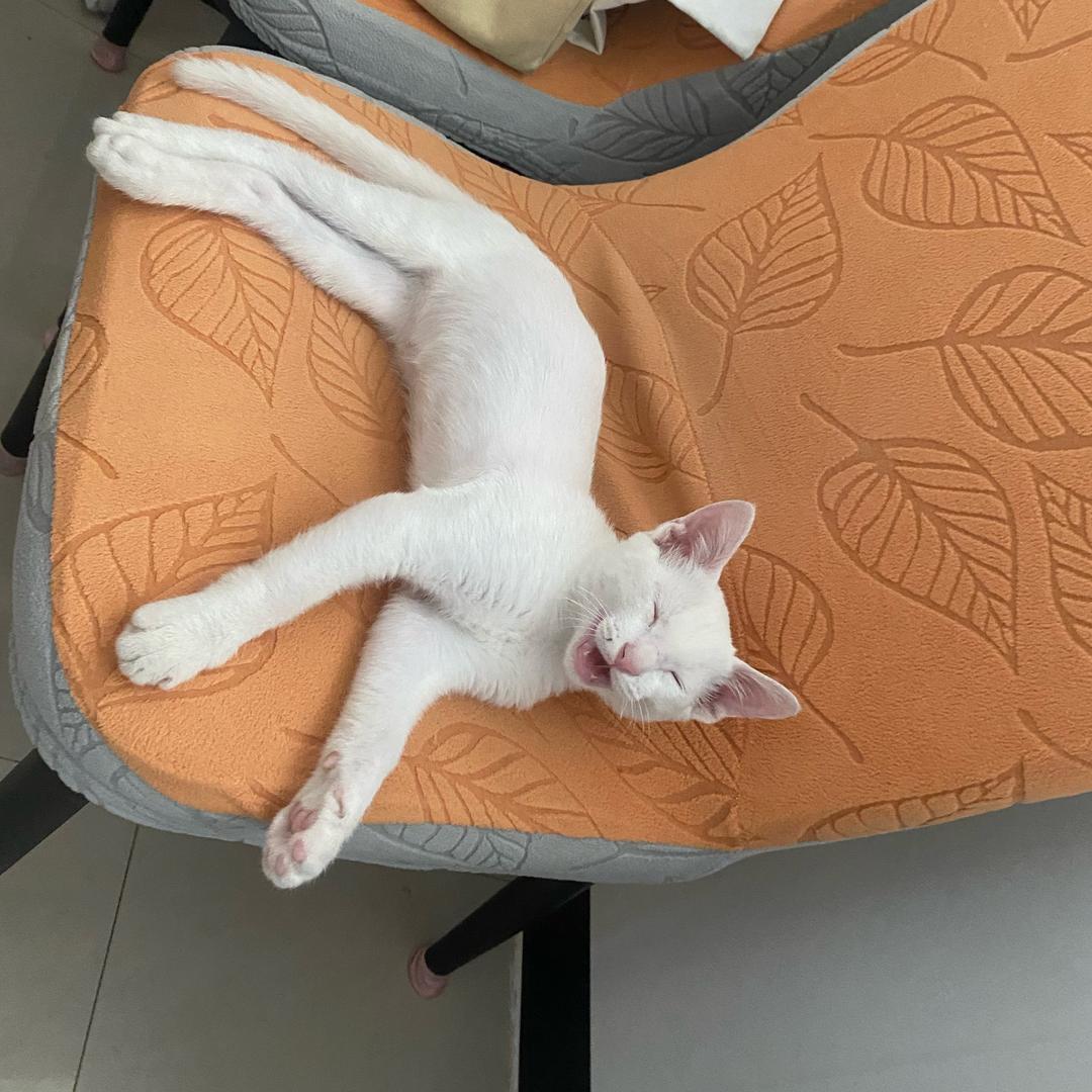 努力的阿聪