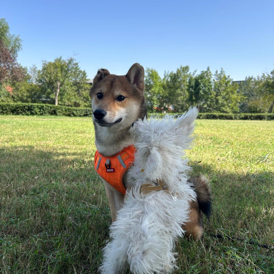 五一（涨粉赚钱买狗粮）