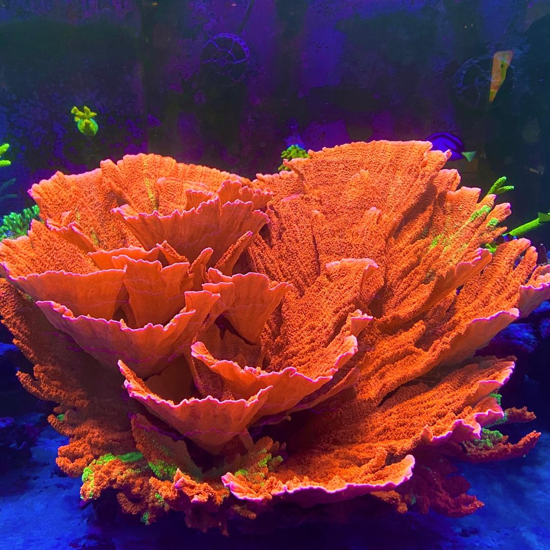阿乐珊瑚海水生物