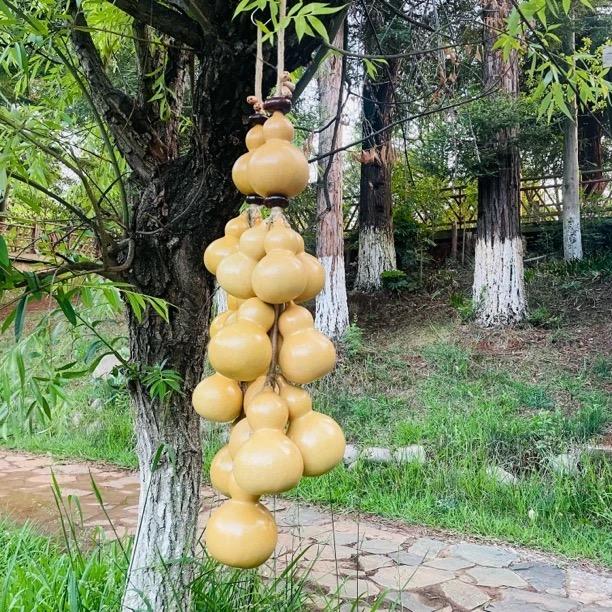 高原葫芦
