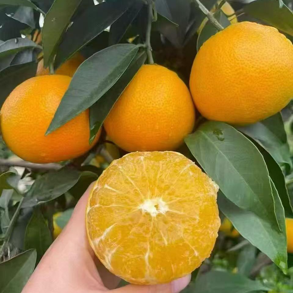 🚬᭄ℯ⃝郑先生（水果搬运工）