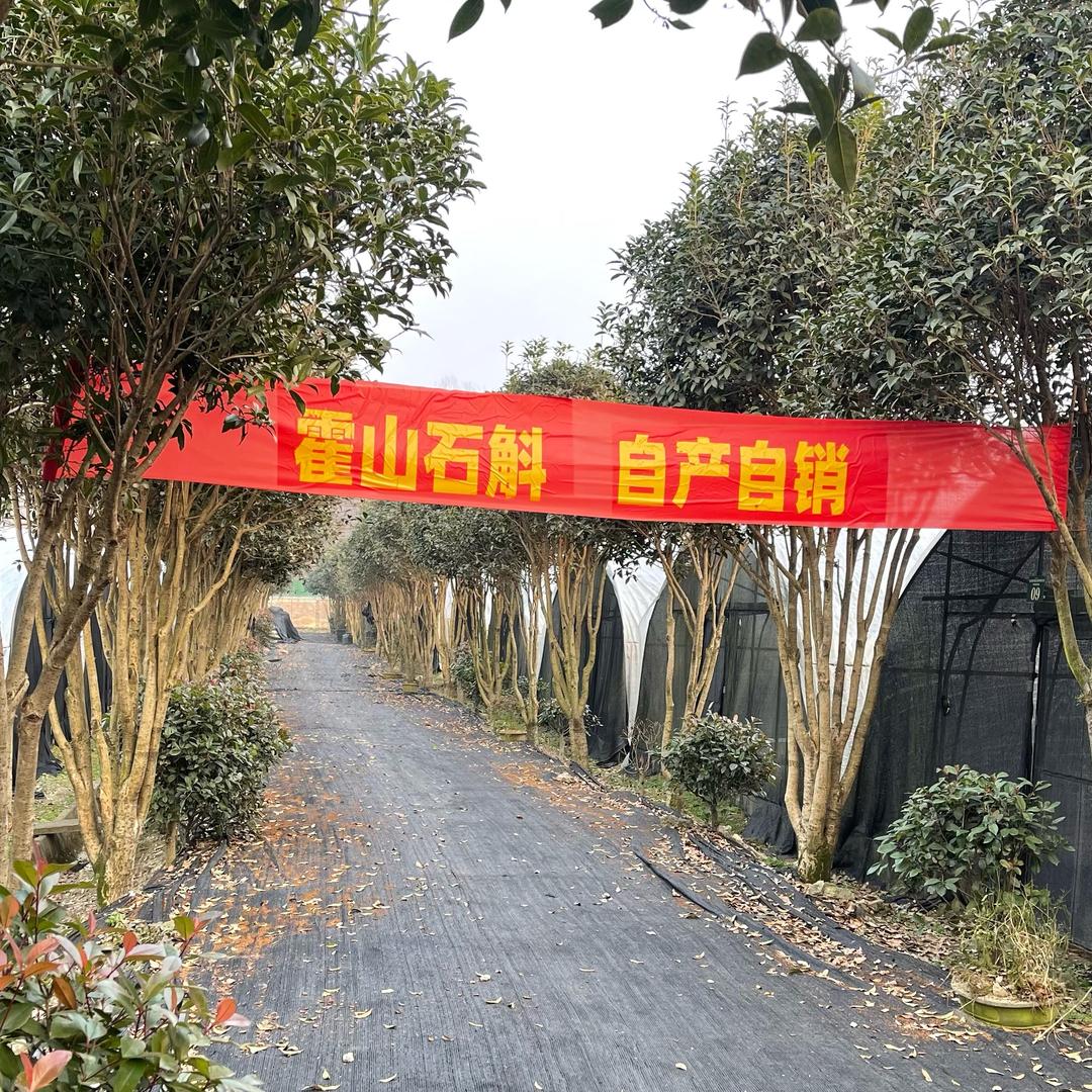 康哥霍山石斛11～13点半直播每天