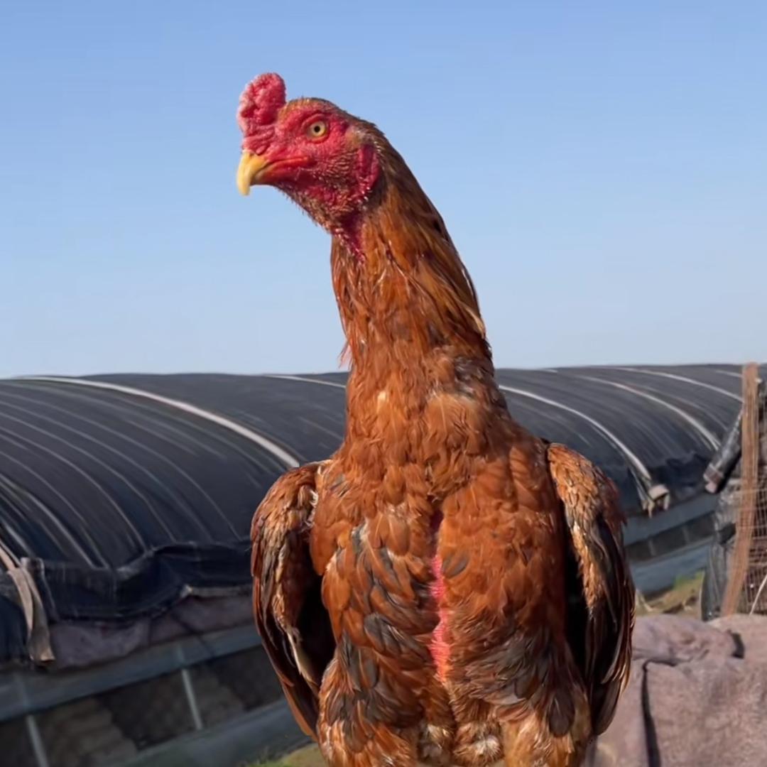 虎毛斗鸡爱好者