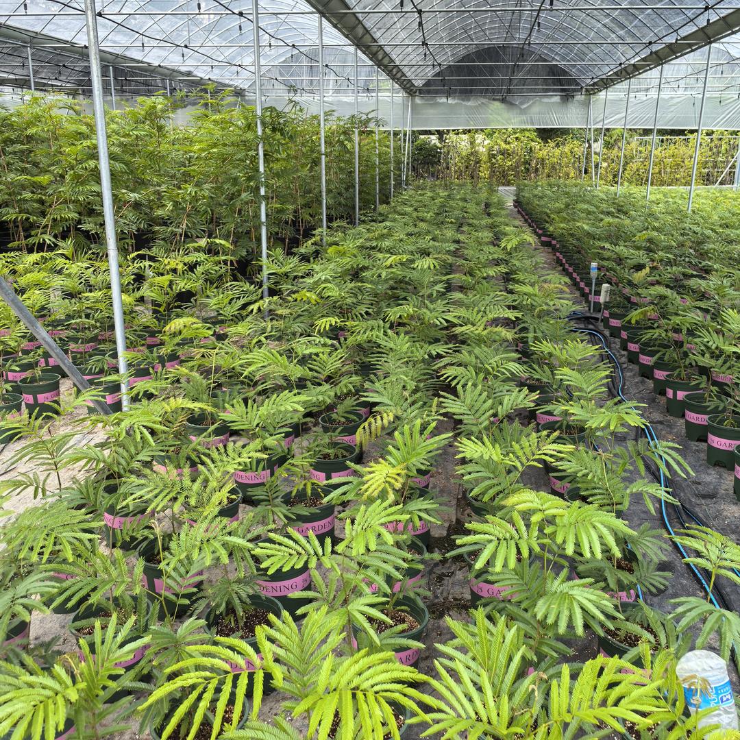 植人无患