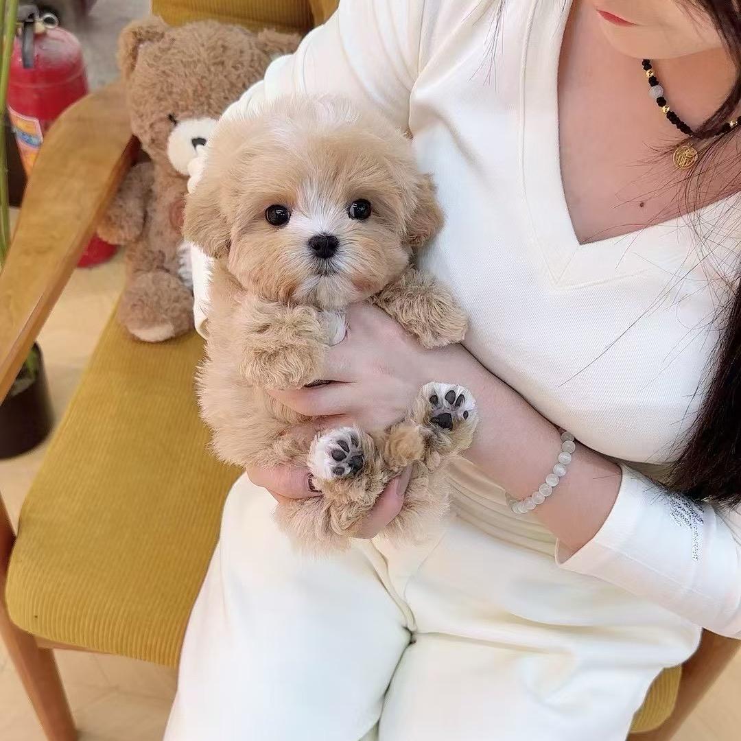 杭州Umail高端萌宠🐩