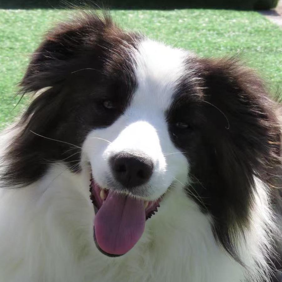牛波一犬舍（边境牧羊犬）