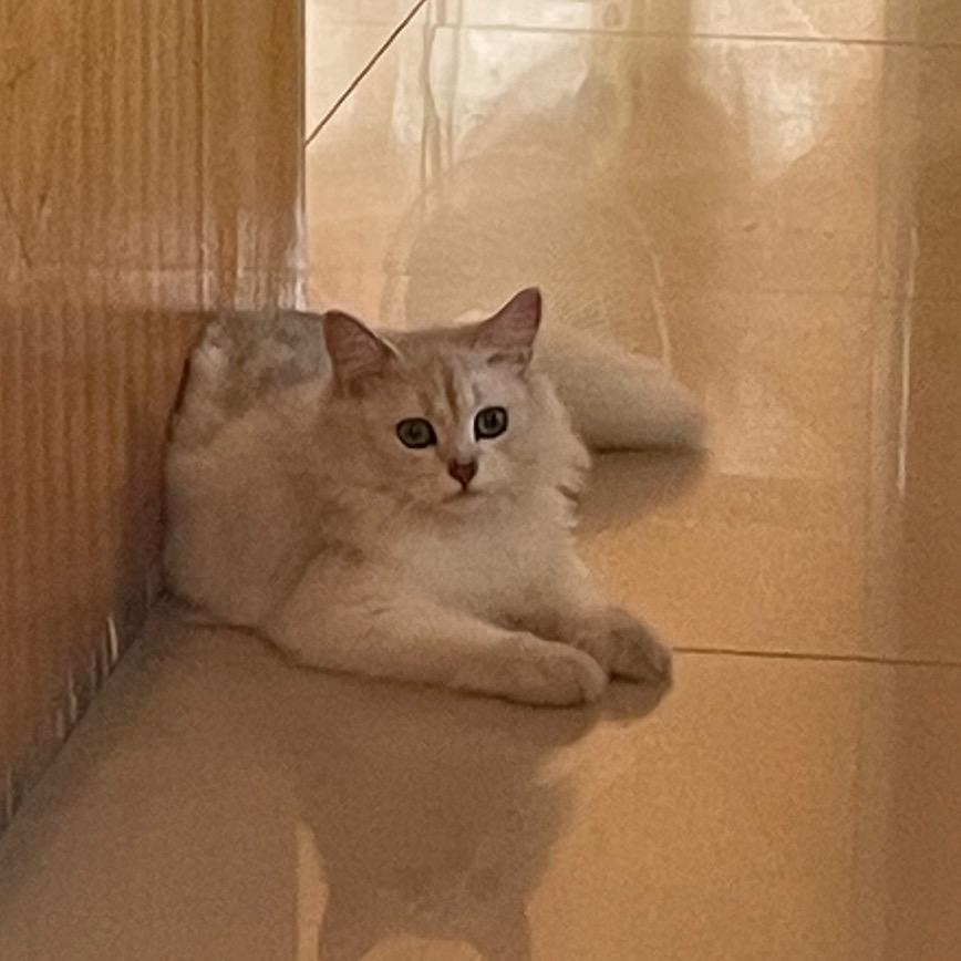 今天做个小可爱