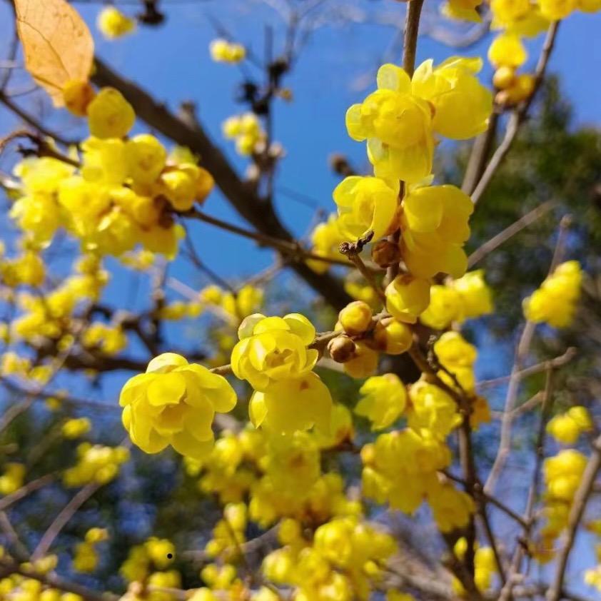 喜娃花卉