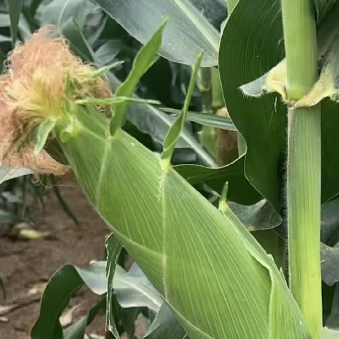 🌽搬运工