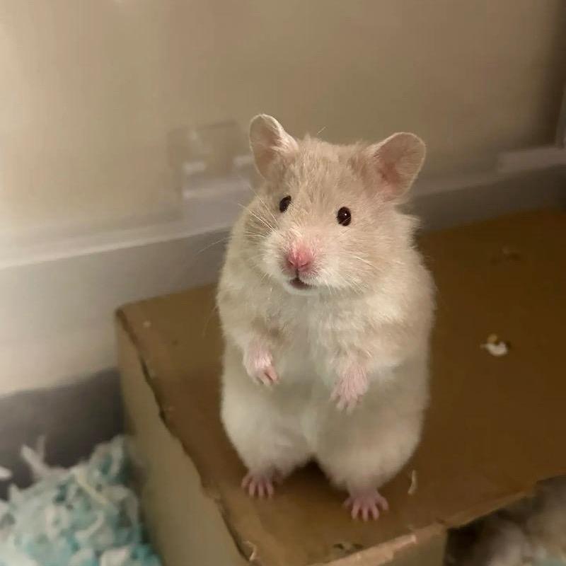我家有只小仓鼠