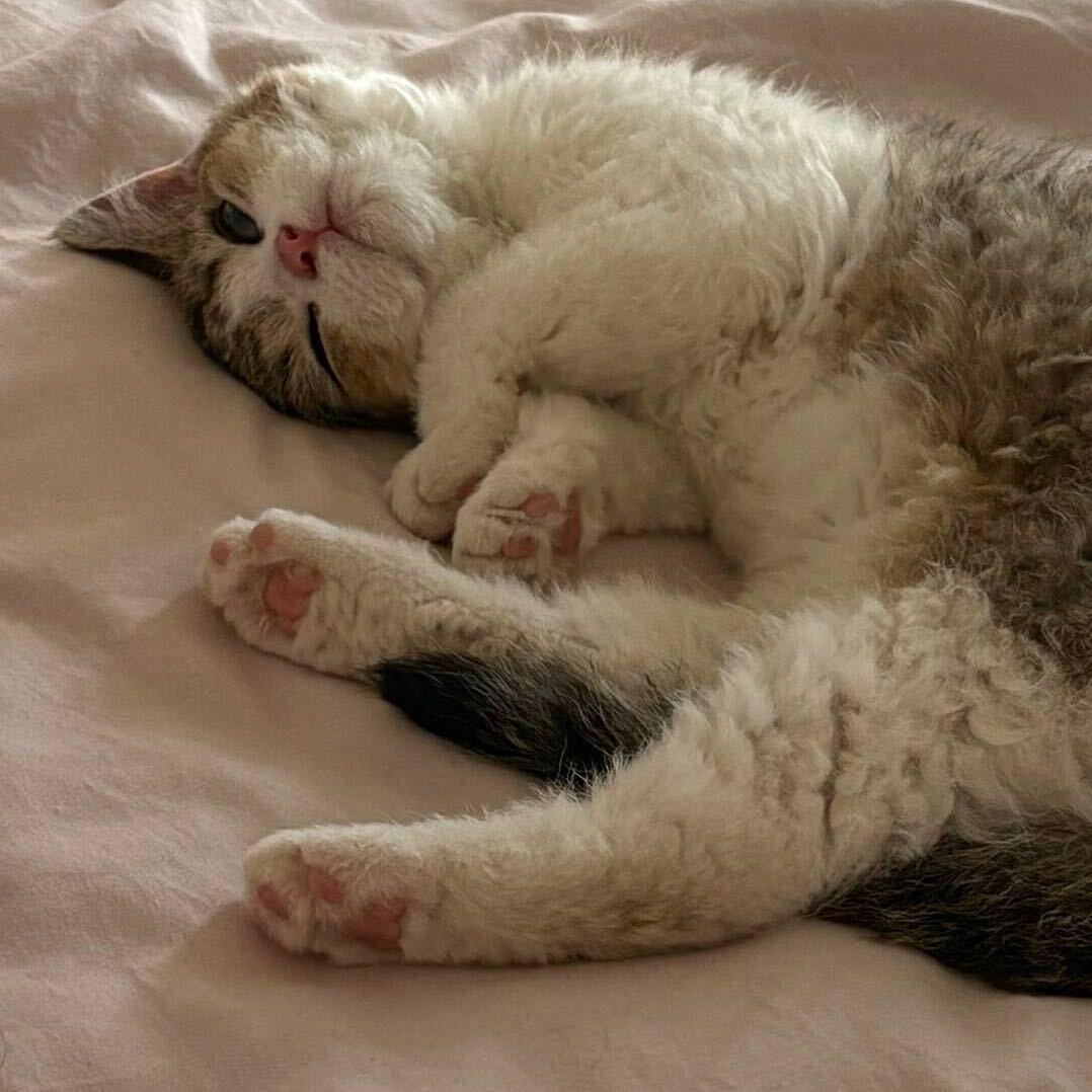 小海苔🐱