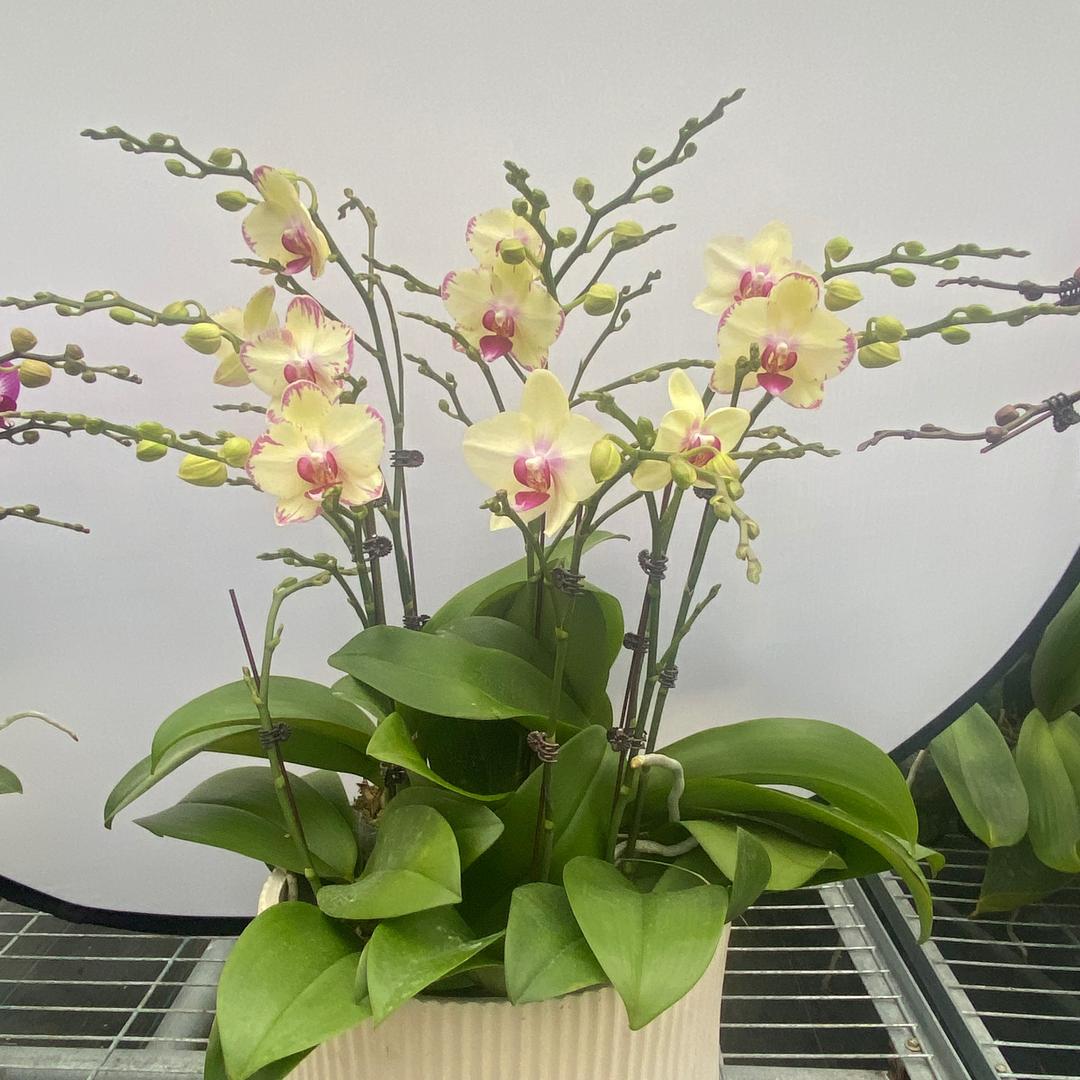 香儿：无锡花鸿园艺