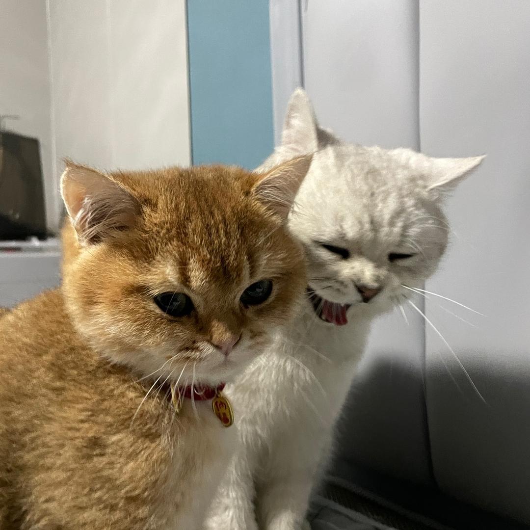 爱铲屎的邓半闲