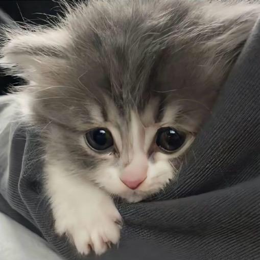 小妞