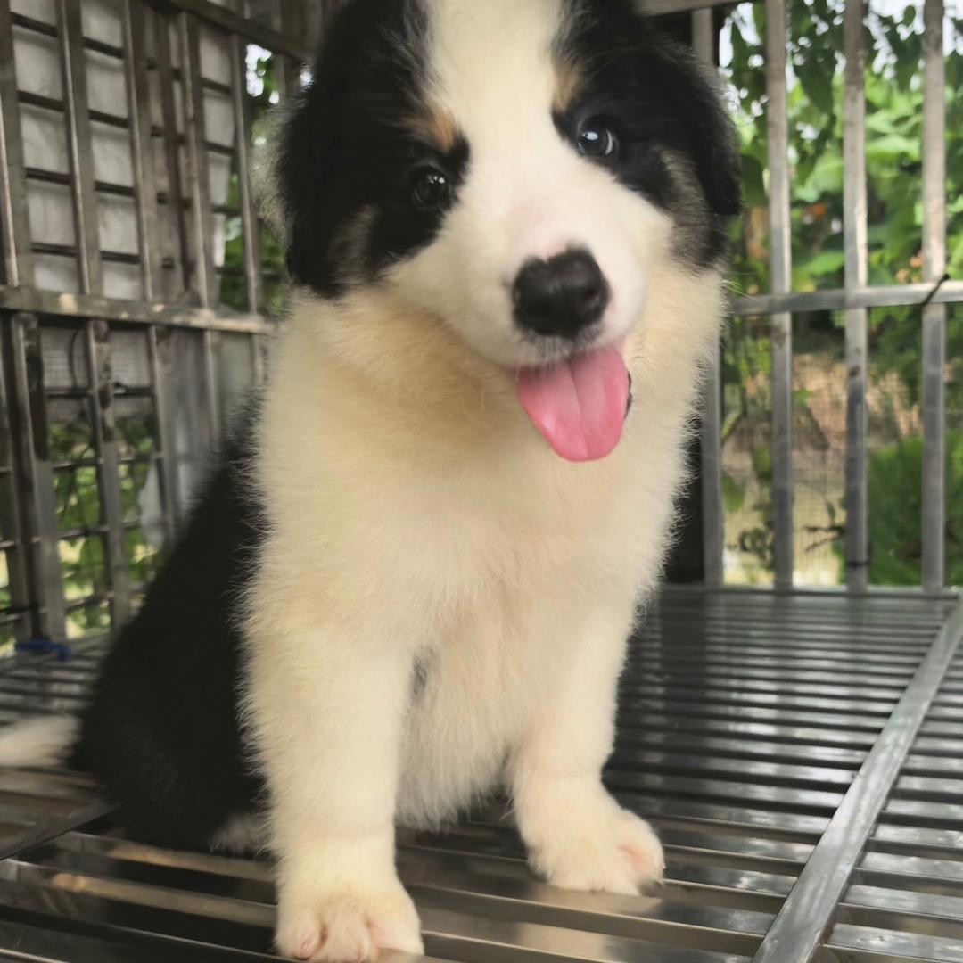 边牧-李慢慢（大师兄）