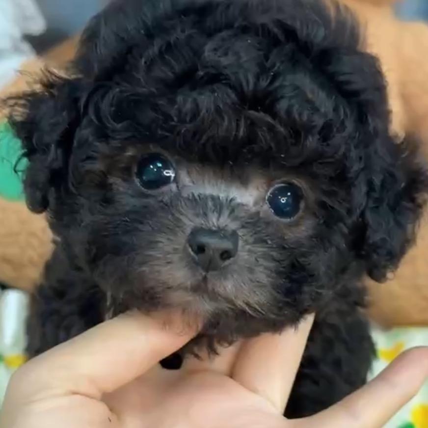 成都乔贝萌宠🧸直播号3