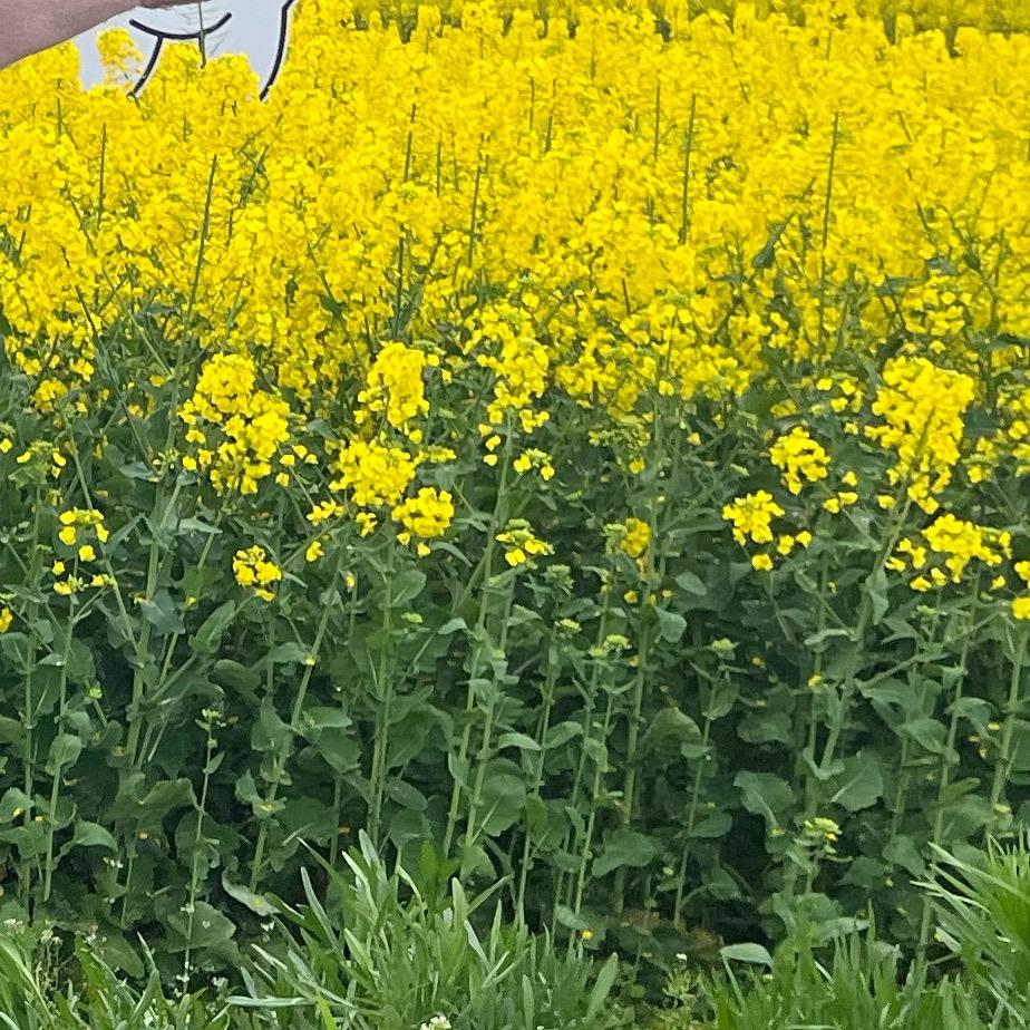 枫叶🍁