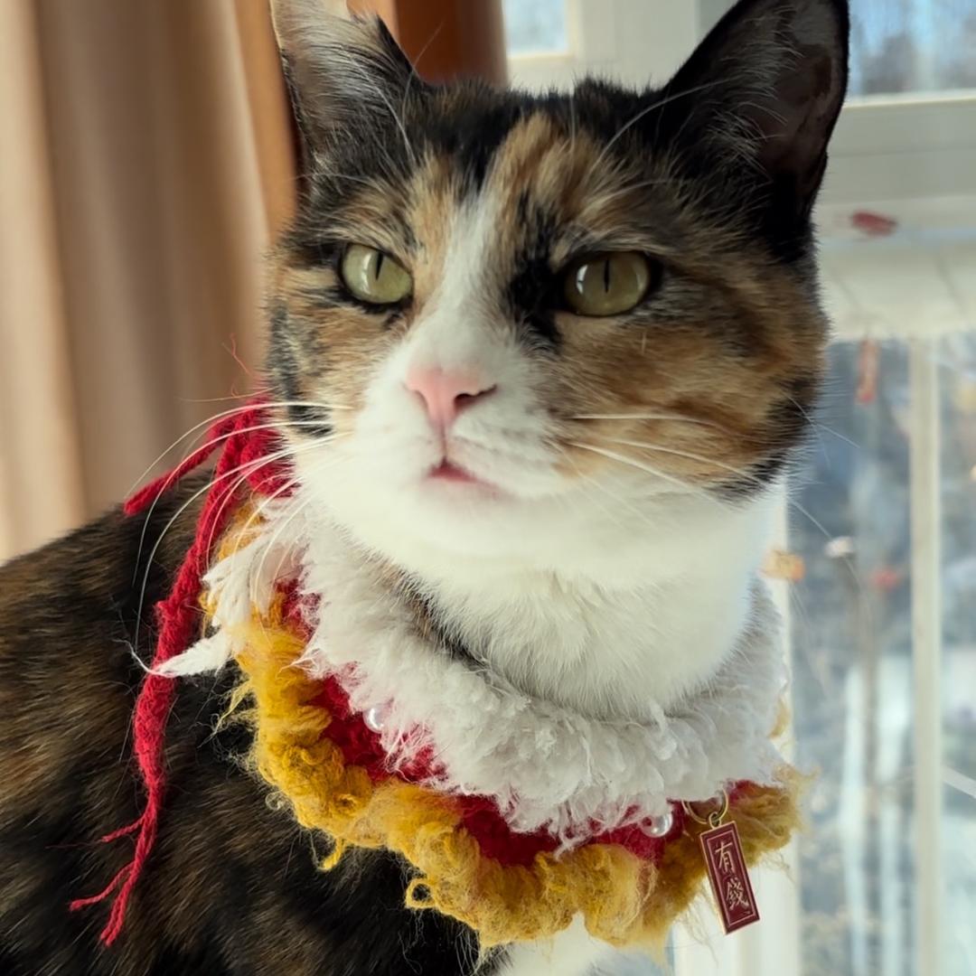 猫猫属鼠