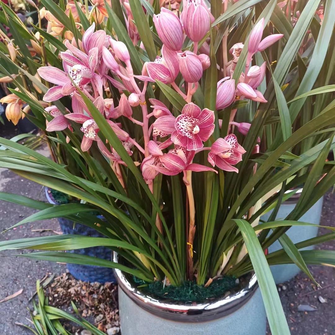 花慕兰花卉销售基地