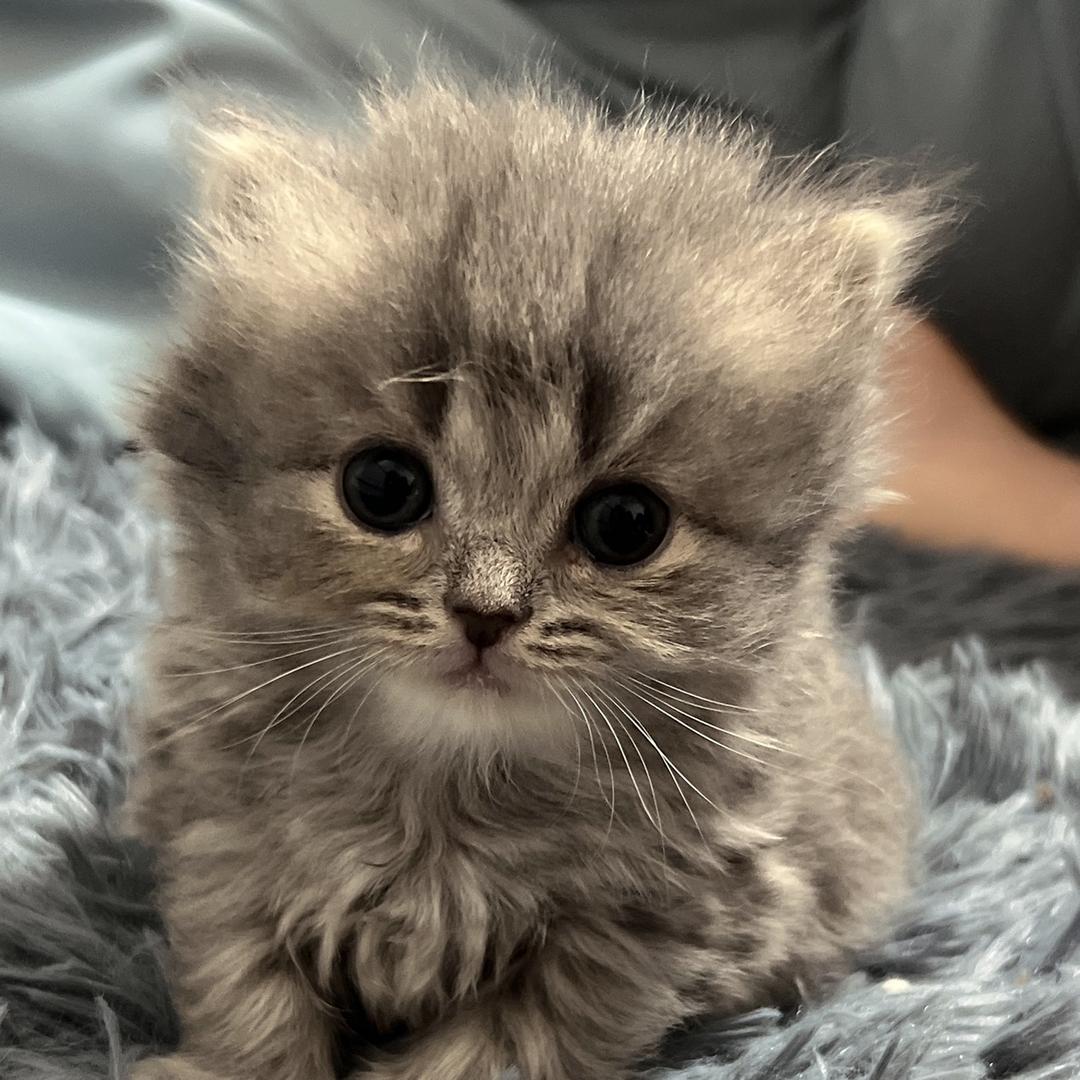 🎀家有猫咪🐱