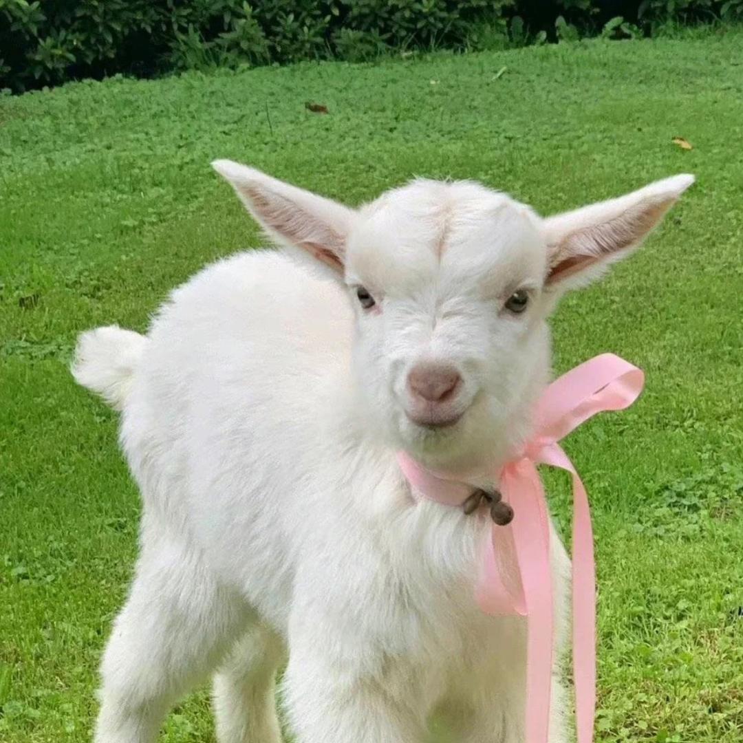 芋头🐑芋头