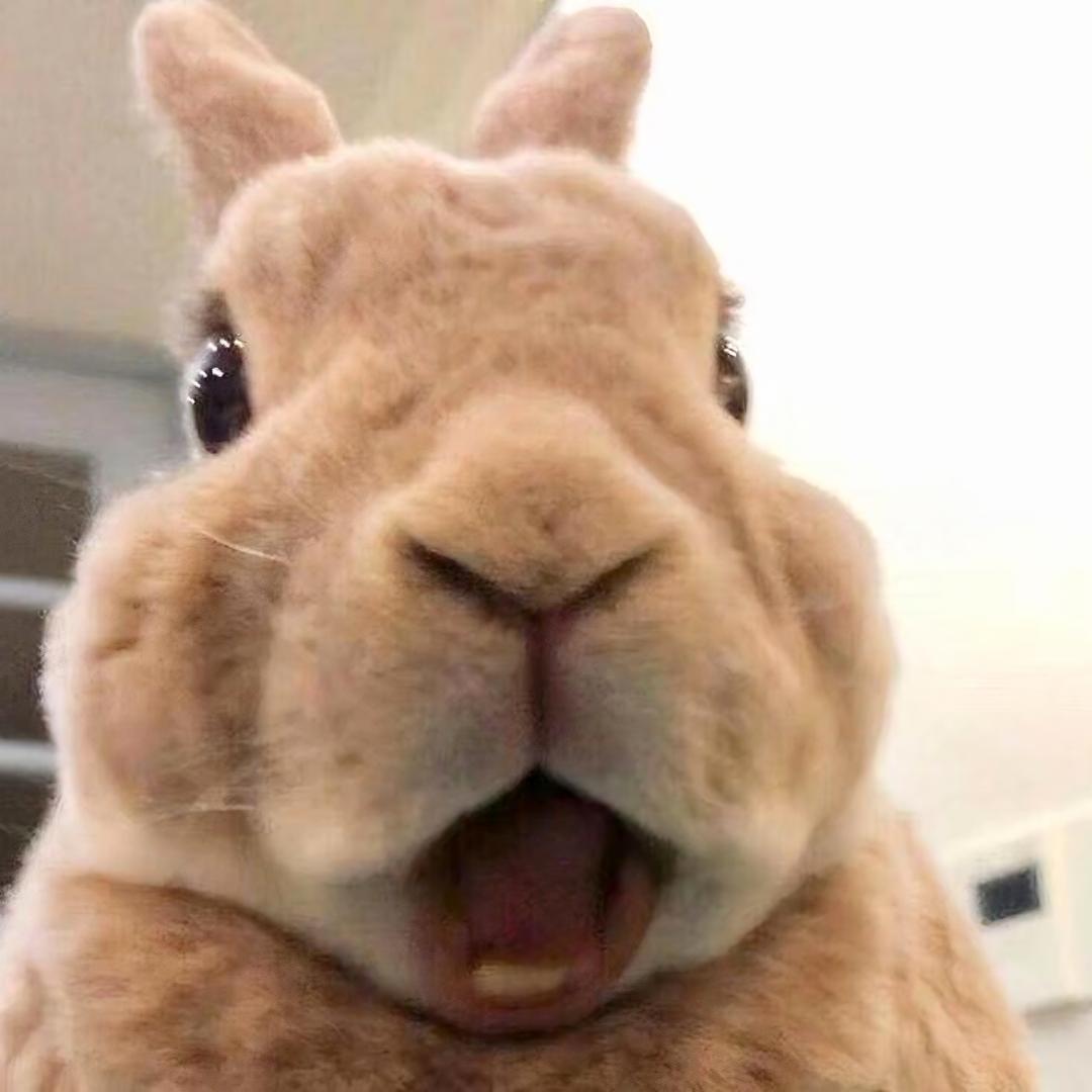ꪔ̤̮一只毛绒兔🐰