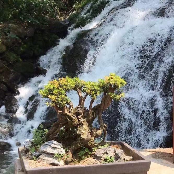 雅居盆景花卉园艺