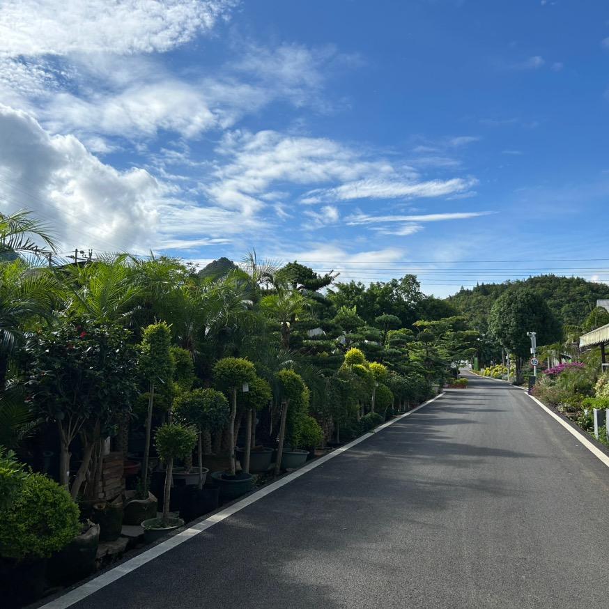 兴义绿依花卉绿植基地