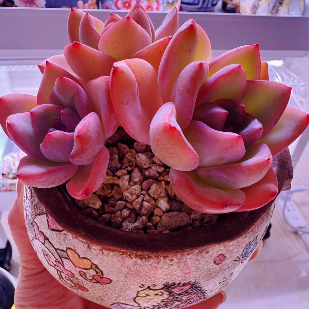 七七的多肉花园