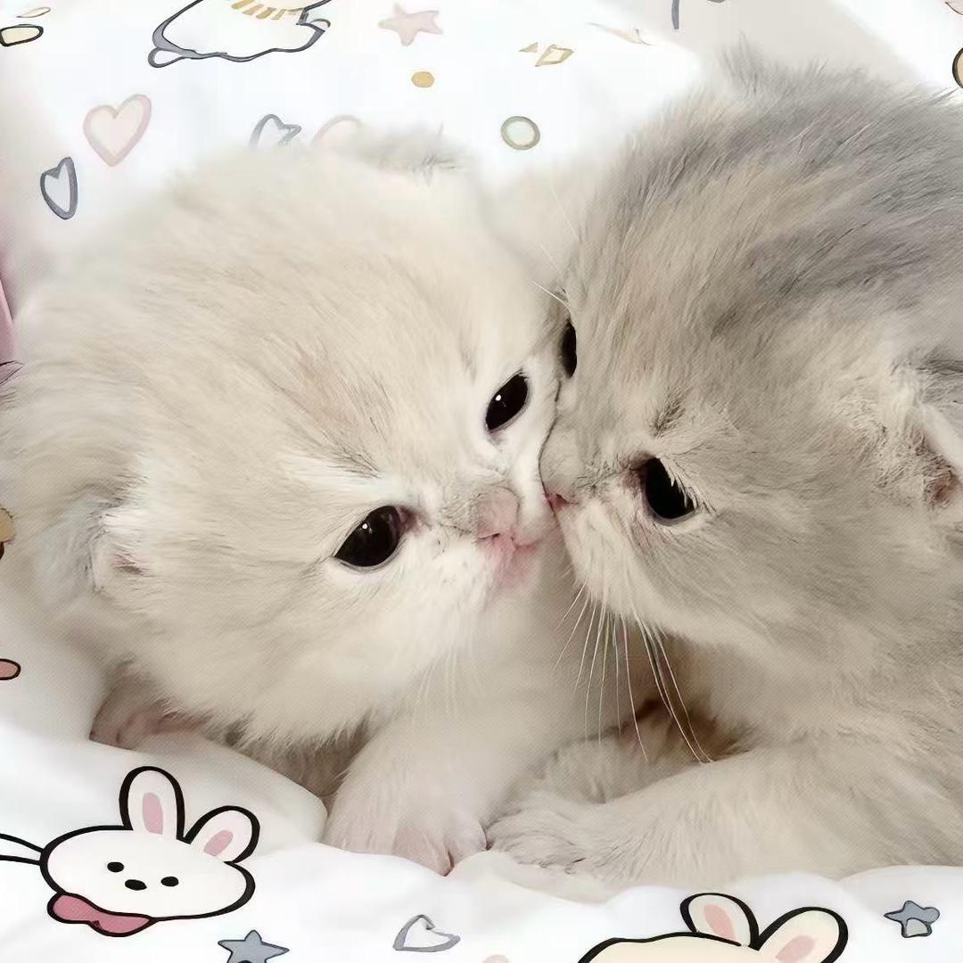 无骨圆圆ᗦ↞︎◃︎